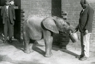 Jonge Afrikaanse olifant Kiberenge wordt gevoerd door Darisha terwijl Syed Ali toekijkt op de achtergrond, London Zoo, september 1923